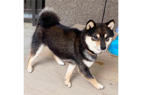 販売中の豆柴の親犬
