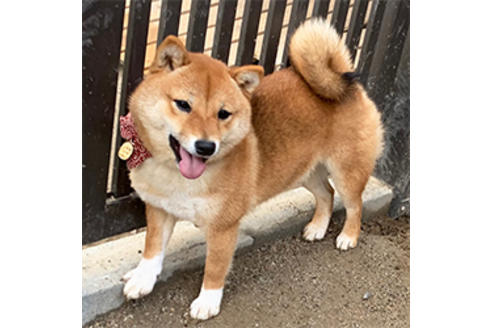 販売中の豆柴の親犬