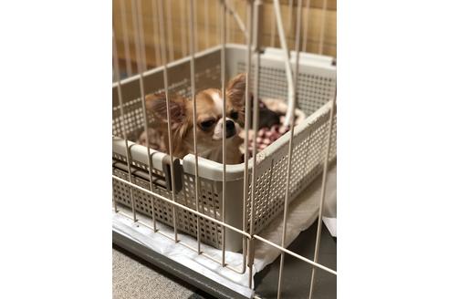 販売中のチワワ(スムースコート)の親犬
