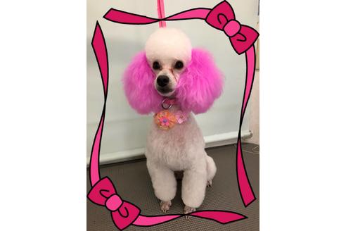 販売中のトイプードルの親犬
