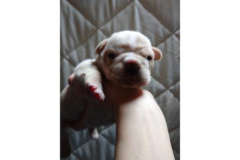 新潟県でフレンチブルドッグの子犬を探す ブリーダーナビ