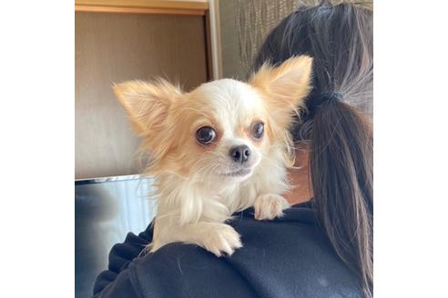 販売中のチワワ(ロングコート)の親犬