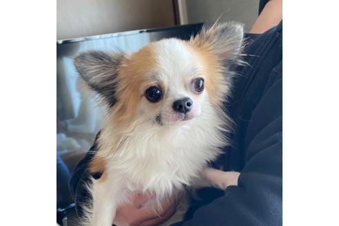 販売中のチワワ(ロングコート)の親犬