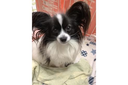 販売中のパピヨンの親犬