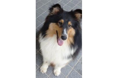販売中のシェットランドシープドッグ(シェルティ)の親犬