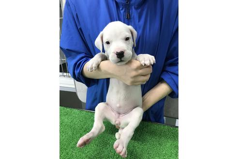 愛知県のその他の犬種 女の子 12 10生まれ 希少犬種スーパードゴアルヘンティーノ 子犬id ブリーダーナビ