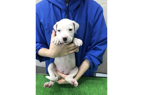 愛知県のその他の犬種 女の子 12 10生まれ 希少犬種スーパードゴアルヘンティーノ 子犬id ブリーダーナビ
