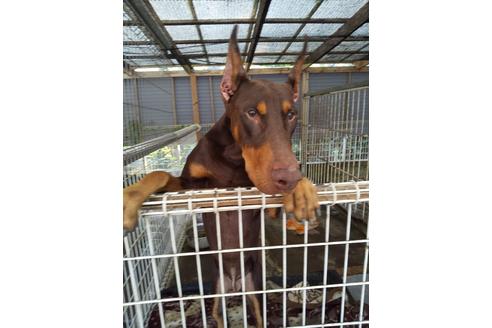 販売中のドーベルマンの親犬