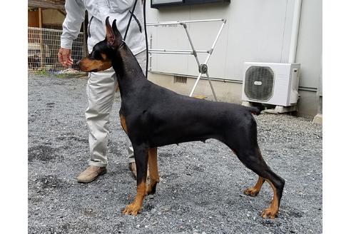 販売中のドーベルマンの親犬