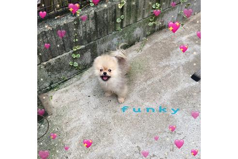 販売中のポメラニアンの親犬