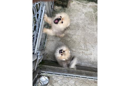 販売中のポメラニアンの親犬