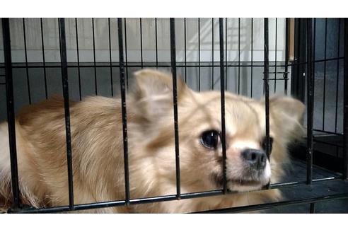 販売中のチワワ(ロングコート)の親犬