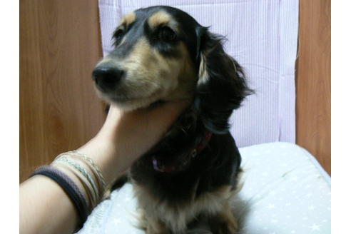 販売中のミニチュアダックスフンド(ロングヘアード)の親犬