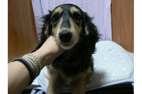 販売中のミニチュアダックスフンド(ロングヘアード)の親犬