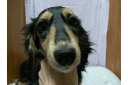 販売中のミニチュアダックスフンド(ロングヘアード)の親犬