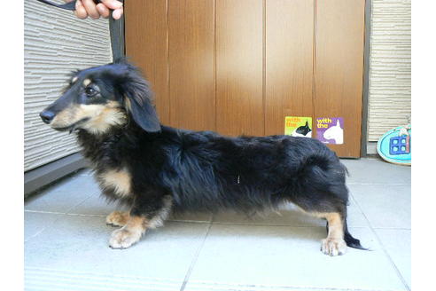販売中のカニンヘンダックスフンド(ロングヘアード)の親犬