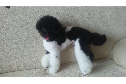 販売中のトイプードルの親犬