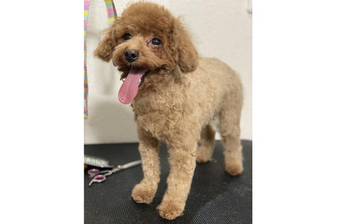 販売中のトイプードルの親犬