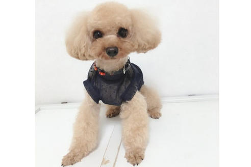 販売中のトイプードルの親犬