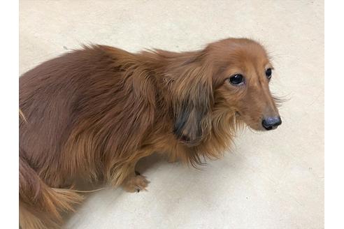 販売中のミニチュアダックスフンド(ロングヘアード)の親犬