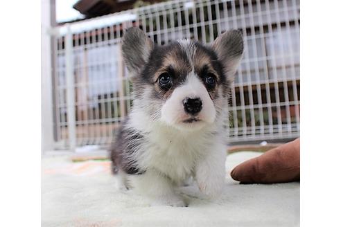 ウェルシュコーギーペンブロークの子犬を探す ブリーダーナビ