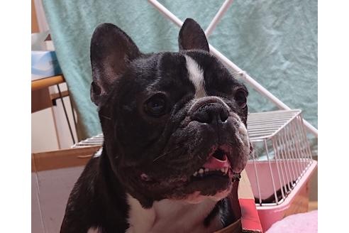 販売中のフレンチブルドッグの親犬