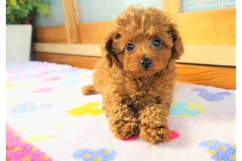 熊本県のティーカッププードル 女の子 11 03生まれ 健康長生きティ サイズ予想の優しい子をご希望の方へ 子犬id ブリーダーナビ 熊本県のティーカッププードル 女の子 11 03生まれ 健康長生きティ サイズ予想の優しい子をご希望の方へ 子犬id ブリーダーナビ