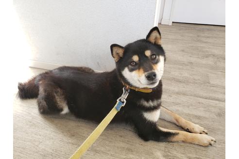 販売中の柴犬の親犬