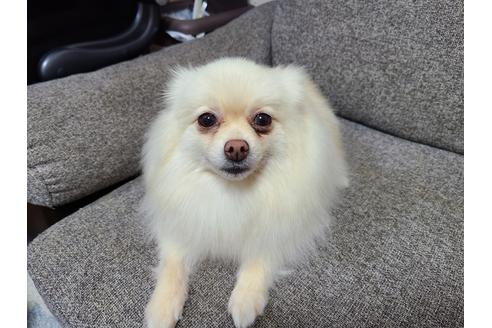 販売中のポメラニアンの親犬