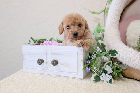 販売中のトイプードルの親犬