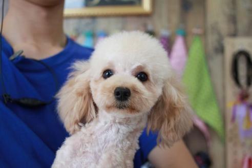 販売中のトイプードルの親犬