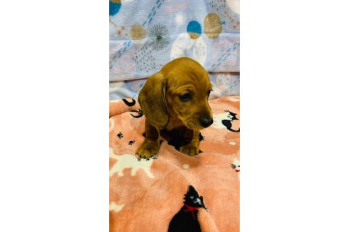 千葉県でミニチュアダックスフンドの子犬を探す ブリーダーナビ
