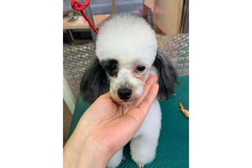 販売中のトイプードルの親犬