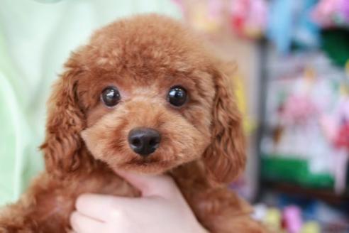 販売中のトイプードルの親犬