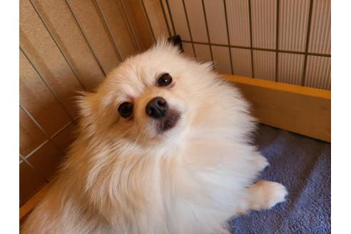 販売中のポメラニアンの親犬
