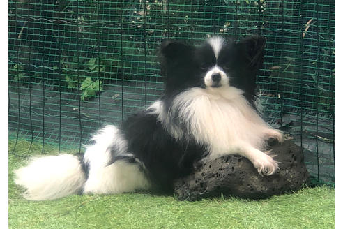 販売中のパピヨンの親犬