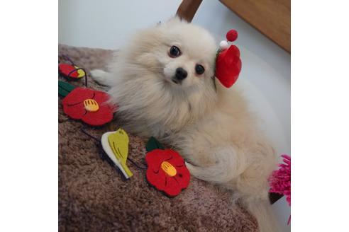 販売中のポメプー:ポメラニアン×トイプードルの親犬