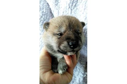 宮崎県で柴犬の子犬を探す ブリーダーナビ 宮崎県で柴犬の子犬を探す ブリーダーナビ