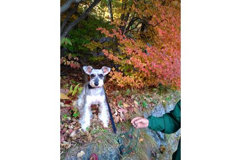 販売中のミニチュアシュナウザーの親犬