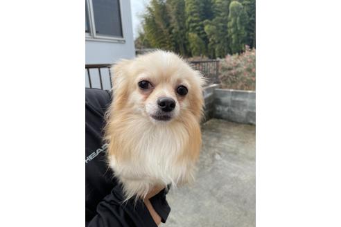 販売中のチワワ(ロングコート)の親犬