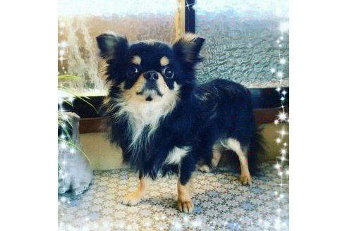 販売中のチワワ(ロングコート)の親犬