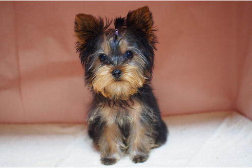 ヨークシャーテリアの子犬を探す ブリーダーナビ ヨークシャーテリアの子犬を探す ブリーダーナビ