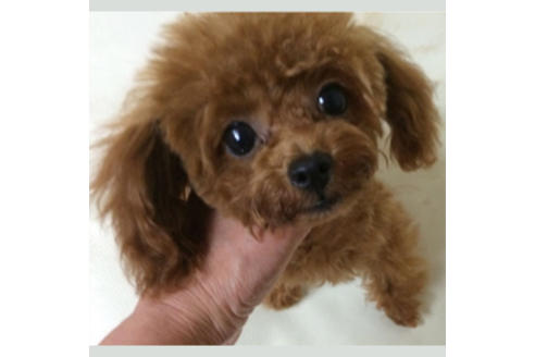 販売中のタイニープードルの親犬