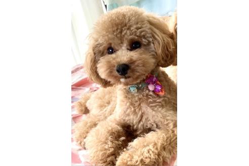販売中のタイニープードルの親犬