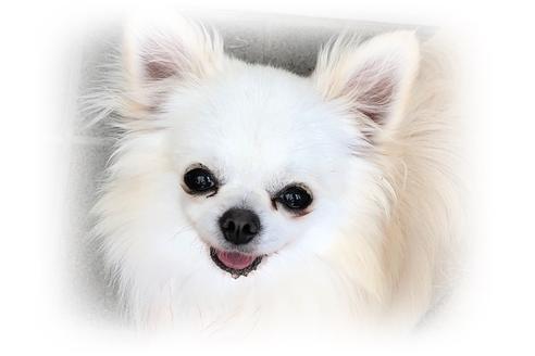 販売中のチワワ(ロングコート)の親犬