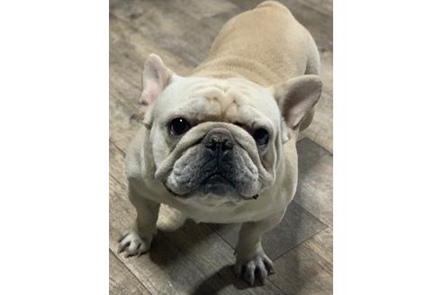 販売中のフレンチブルドッグの親犬