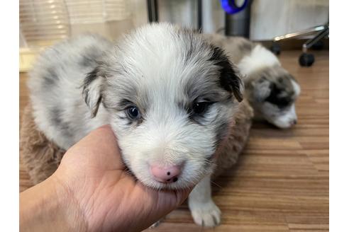 東京都のボーダーコリー 男の子 11 26生まれ ブルーマール 子犬id 1316 ブリーダーナビ