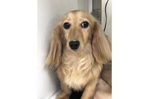 販売中のミニチュアダックスフンド(ロングヘアード)の親犬