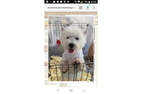 販売中のウエストハイランドホワイトテリア(ウエスティ)の親犬