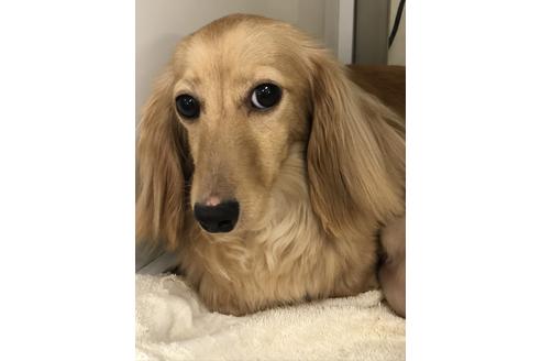 販売中のミニチュアダックスフンド(ロングヘアード)の親犬